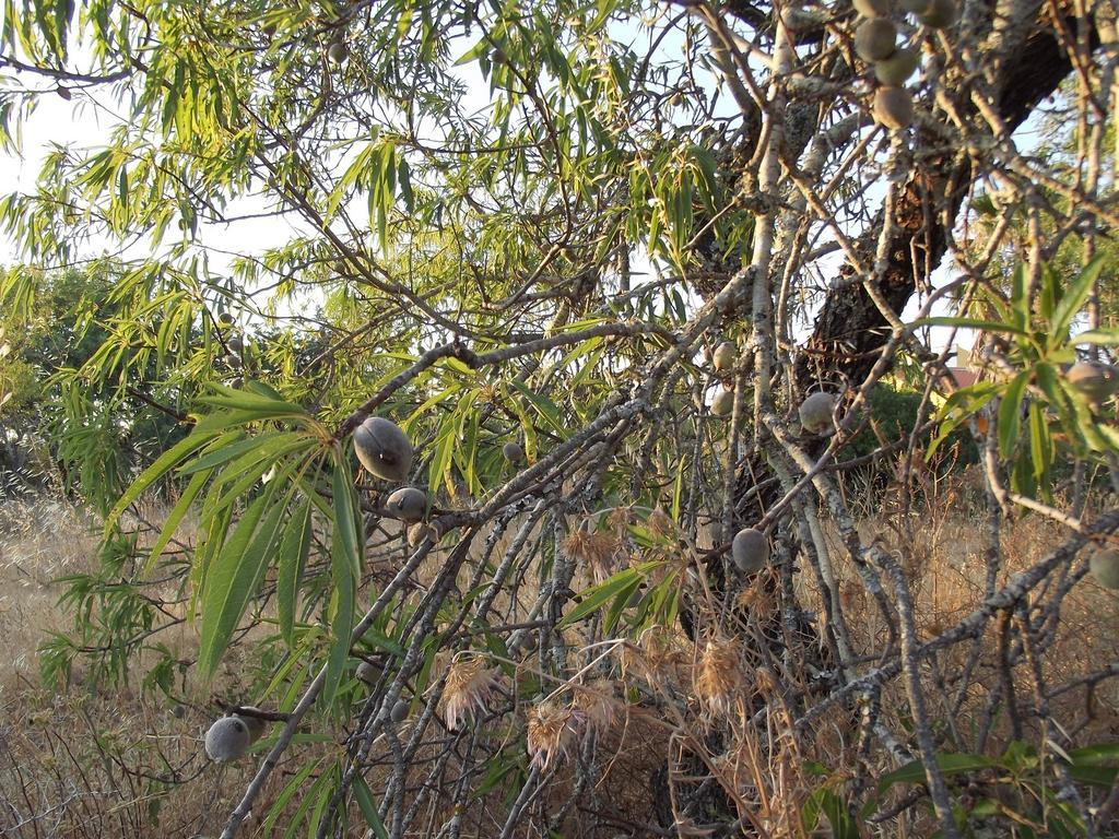 Vila Da Mesa Algoz Luaran gambar